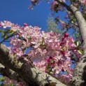 Malus floribunda - 3