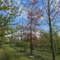 Fagus sylvatica 'Atropunicea' - 2025