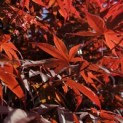 Acer palmatum 'Bloodgood' - 6