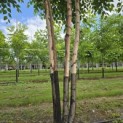 Betula nigra - 2