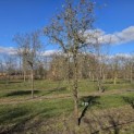 Corylus avellana 'Contorta' - 4