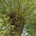 Salix Alba - 1