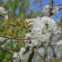 Prunus avium 'Regina' - 3