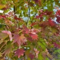 Acer shirasawanum 'Jordan' - 1
