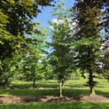 Castanea Sativa - JULI 2026