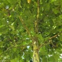 Platanus x hispanica - 4