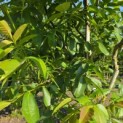 Juglans regia - 1