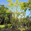 Gleditsia triacanthos 'Sunburst' - 3