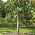 Ginkgo biloba - Foto 3