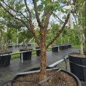Acer griseum - 1
