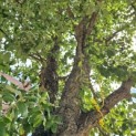 Quercus suber - 6