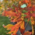 Acer griseum - Foto 2
