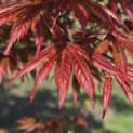 Acer palmatum 'Trompenburg' - Foto 1