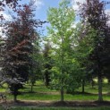 Castanea Sativa - 1