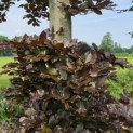 Fagus sylvatica 'Atropunicea' - Foto 4