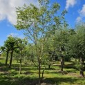 Juglans regia 'Buccaneer'' - 2