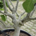 Ficus carica 'Brown Turkey' - 3
