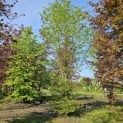 Carpinus betulus - 1