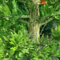 Taxodium distichum 'Peve Minaret' - Foto 3
