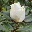 Magnolia grandiflora 'Goliath' - 2