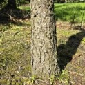 Pinus wallichiana - 2