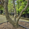 Davidia involucrata - 1