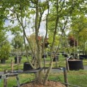 Parrotia persica - 2