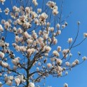 Magnolia soulangeana 'Manchu Fan' bloei