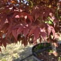 Acer palmatum 'Fireglow' - 3