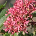 Heptacodium miconioides - Foto 1
