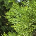 Sequoiadendron giganteum - 9