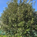 Quercus ilex - 2
