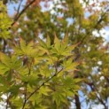 Acer palmatum 'Sangokaku' - Foto 6