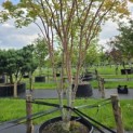 Acer palmatum 'Sangokaku' - Foto 5