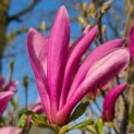 Magnolia 'Susan' - Foto 5