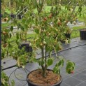 Cornus kousa 'Weisse Fontaine' - Foto 1