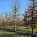 Carpinus betulus - 1