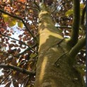 Fagus sylvatica 'Atropunicea' - Foto 2