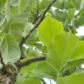 Magnolia sieboldii - 8