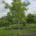 Juglans regia 'Buccaneer' - 7