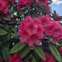 Rhododendron Yakushimanum ‘Fantastica' - 4