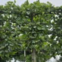 Tilia x europaea 'Euchlora' - Foto 6