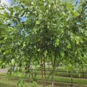 Betula nigra - 6