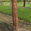 Acer griseum x nikoense - Foto 1