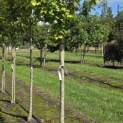 Acer platanoides 'Princeton Gold' - Foto 4