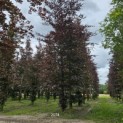 Fagus sylvatica 'Atropunicea' - juli 2024