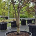 Acer palmatum 'Red Emperor' - 3