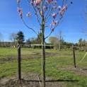 Magnolia 'Heaven Scent' - Foto 3