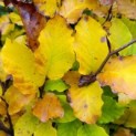 Fagus sylvatica