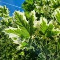 Acer platanoides 'Dummondii' - bonte esdoorn blad